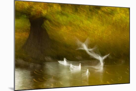 Black Headed Gull (Chroicocephalus Ridibundus) Taking Flight, Artistically Blurred Photograph-Ben Hall-Mounted Photographic Print