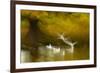 Black Headed Gull (Chroicocephalus Ridibundus) Taking Flight, Artistically Blurred Photograph-Ben Hall-Framed Photographic Print