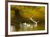 Black Headed Gull (Chroicocephalus Ridibundus) Taking Flight, Artistically Blurred Photograph-Ben Hall-Framed Photographic Print