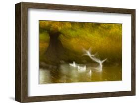 Black Headed Gull (Chroicocephalus Ridibundus) Taking Flight, Artistically Blurred Photograph-Ben Hall-Framed Photographic Print