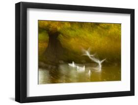 Black Headed Gull (Chroicocephalus Ridibundus) Taking Flight, Artistically Blurred Photograph-Ben Hall-Framed Photographic Print