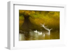 Black Headed Gull (Chroicocephalus Ridibundus) Taking Flight, Artistically Blurred Photograph-Ben Hall-Framed Photographic Print