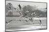 Black-headed gull flock flying, Wiltshire, UK-Nick Upton-Mounted Photographic Print