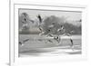 Black-headed gull flock flying, Wiltshire, UK-Nick Upton-Framed Photographic Print