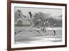 Black-headed gull flock flying, Wiltshire, UK-Nick Upton-Framed Photographic Print