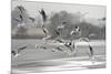 Black-headed gull flock flying, Wiltshire, UK-Nick Upton-Mounted Photographic Print