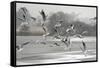 Black-headed gull flock flying, Wiltshire, UK-Nick Upton-Framed Stretched Canvas