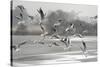 Black-headed gull flock flying, Wiltshire, UK-Nick Upton-Stretched Canvas