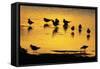 Black-Headed Gull Flock Resting on Shallow Lake at Sunset-null-Framed Stretched Canvas