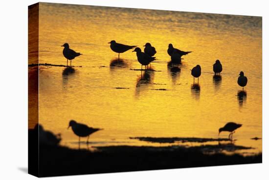 Black-Headed Gull Flock Resting on Shallow Lake at Sunset-null-Stretched Canvas
