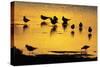 Black-Headed Gull Flock Resting on Shallow Lake at Sunset-null-Stretched Canvas