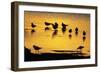 Black-Headed Gull Flock Resting on Shallow Lake at Sunset-null-Framed Photographic Print