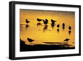 Black-Headed Gull Flock Resting on Shallow Lake at Sunset-null-Framed Photographic Print