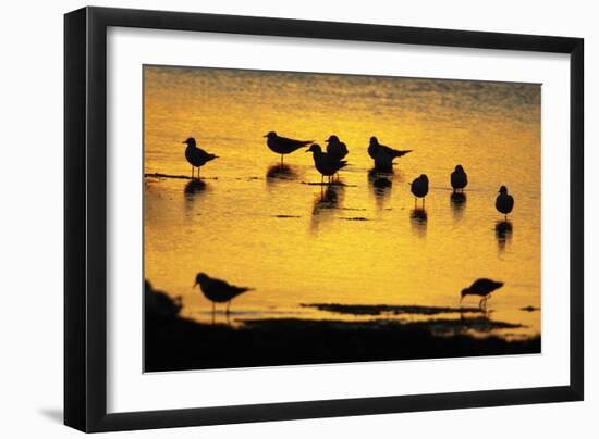 Black-Headed Gull Flock Resting on Shallow Lake at Sunset-null-Framed Photographic Print