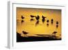 Black-Headed Gull Flock Resting on Shallow Lake at Sunset-null-Framed Photographic Print