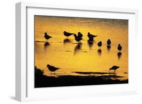 Black-Headed Gull Flock Resting on Shallow Lake at Sunset-null-Framed Photographic Print
