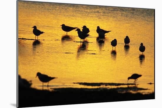 Black-Headed Gull Flock Resting on Shallow Lake at Sunset-null-Mounted Photographic Print