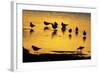 Black-Headed Gull Flock Resting on Shallow Lake at Sunset-null-Framed Photographic Print