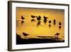 Black-Headed Gull Flock Resting on Shallow Lake at Sunset-null-Framed Photographic Print