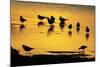 Black-Headed Gull Flock Resting on Shallow Lake at Sunset-null-Mounted Photographic Print