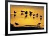 Black-Headed Gull Flock Resting on Shallow Lake at Sunset-null-Framed Photographic Print