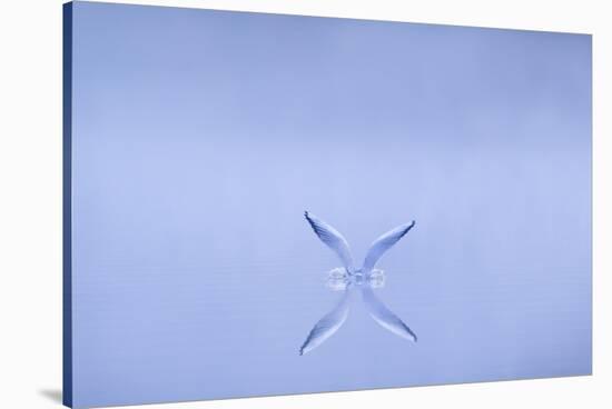 Black-Headed Gull (Larus Ridibundus) Alighting on Water at Dawn, Cheshire, UK-Ben Hall-Stretched Canvas