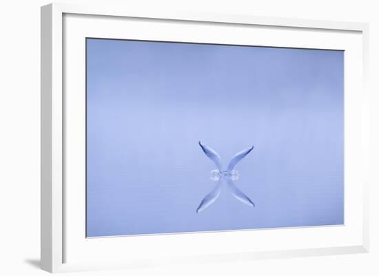 Black-Headed Gull (Larus Ridibundus) Alighting on Water at Dawn, Cheshire, UK-Ben Hall-Framed Photographic Print