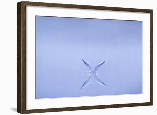 Black-Headed Gull (Larus Ridibundus) Alighting on Water at Dawn, Cheshire, UK-Ben Hall-Framed Photographic Print