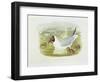 Black-Headed Gull (Larus Ridibundus), William Hart, H C Richter-John Gould-Framed Giclee Print