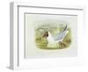 Black-Headed Gull (Larus Ridibundus), William Hart, H C Richter-John Gould-Framed Giclee Print