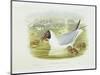 Black-Headed Gull (Larus Ridibundus), William Hart, H C Richter-John Gould-Mounted Giclee Print