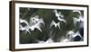 Black-Headed Gulls (Chroicocephalus Ridibundus) Abstract Of Group In Flight-Florian Möllers-Framed Photographic Print