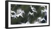 Black-Headed Gulls (Chroicocephalus Ridibundus) Abstract Of Group In Flight-Florian Möllers-Framed Photographic Print