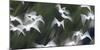 Black-Headed Gulls (Chroicocephalus Ridibundus) Abstract Of Group In Flight-Florian Möllers-Mounted Photographic Print