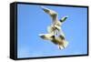 Black Headed Gulls in Flight over the Thames-Richard Wright-Framed Stretched Canvas