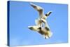 Black Headed Gulls in Flight over the Thames-Richard Wright-Stretched Canvas