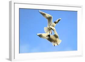 Black Headed Gulls in Flight over the Thames-Richard Wright-Framed Photographic Print