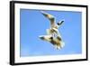 Black Headed Gulls in Flight over the Thames-Richard Wright-Framed Photographic Print