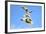 Black Headed Gulls in Flight over the Thames-Richard Wright-Framed Photographic Print