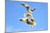 Black Headed Gulls in Flight over the Thames-Richard Wright-Mounted Photographic Print