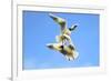 Black Headed Gulls in Flight over the Thames-Richard Wright-Framed Photographic Print