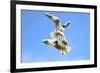 Black Headed Gulls in Flight over the Thames-Richard Wright-Framed Photographic Print