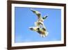 Black Headed Gulls in Flight over the Thames-Richard Wright-Framed Photographic Print