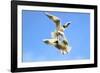 Black Headed Gulls in Flight over the Thames-Richard Wright-Framed Photographic Print