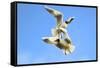 Black Headed Gulls in Flight over the Thames-Richard Wright-Framed Stretched Canvas