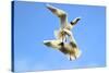 Black Headed Gulls in Flight over the Thames-Richard Wright-Stretched Canvas