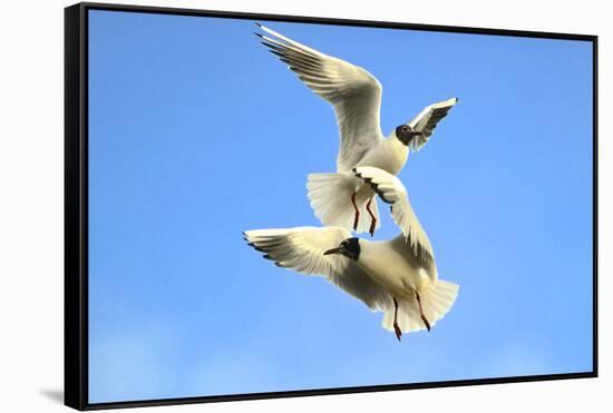 Black Headed Gulls in Flight over the Thames-Richard Wright-Framed Stretched Canvas