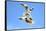 Black Headed Gulls in Flight over the Thames-Richard Wright-Framed Stretched Canvas