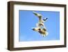 Black Headed Gulls in Flight over the Thames-Richard Wright-Framed Photographic Print