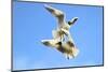 Black Headed Gulls in Flight over the Thames-Richard Wright-Mounted Photographic Print